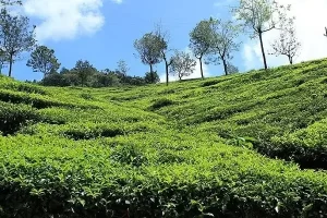 1.Tea_plantations_in_Coonoor